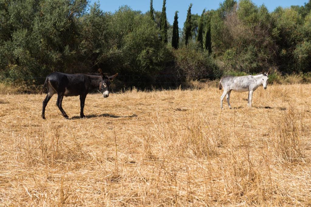 Feliu Casa rural Porreras